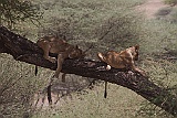 The famous lions